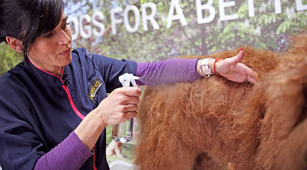 dog groomer spraying water on a dog