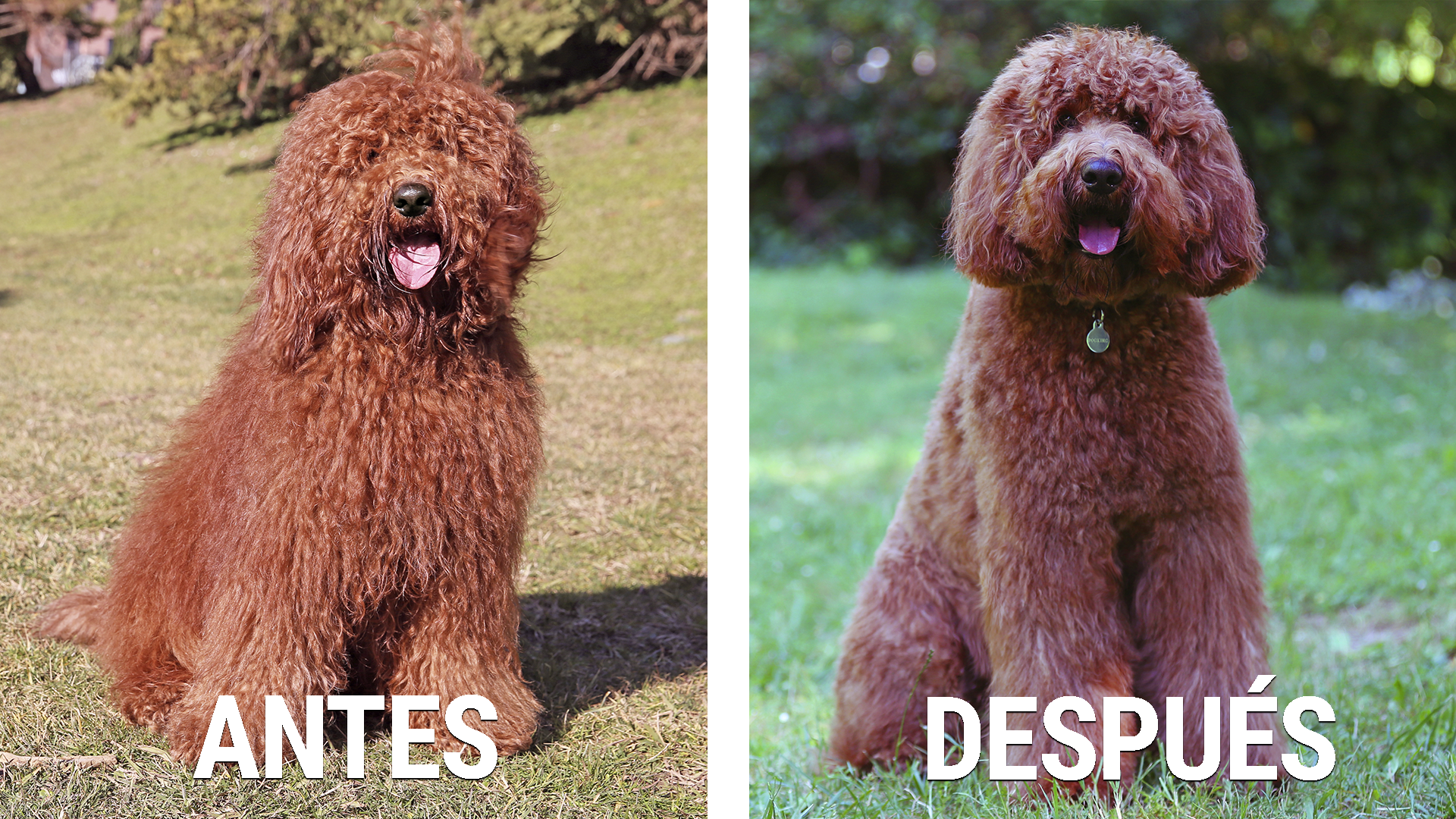antes y después de la sesión de peluquería canina Australian Cobberdog Labradoodle