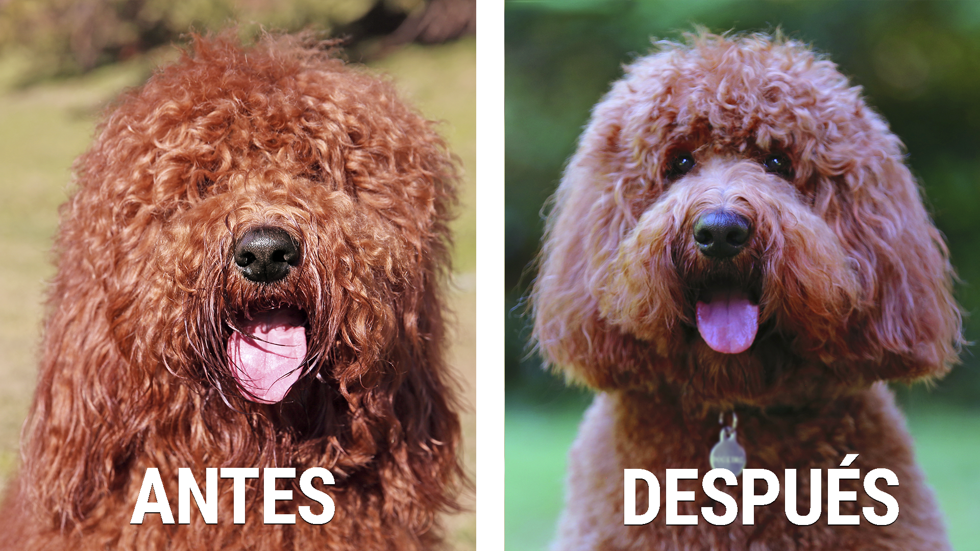 abans i després de la sessió de perruqueria canina Australian Cobberdog Labradoodle