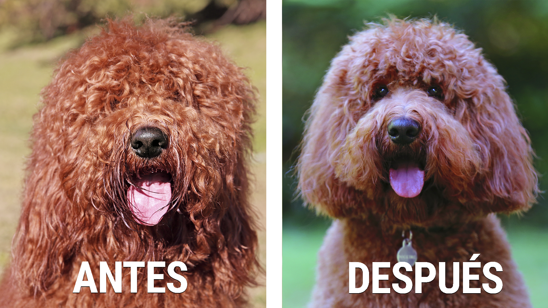 antes y después de la sesión de peluquería canina Australian Cobberdog Labradoodle