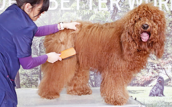 Dog groomer brushing long curly haired dog