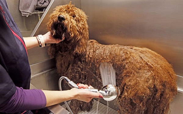 Bathing a dog in a canine salon bathtub