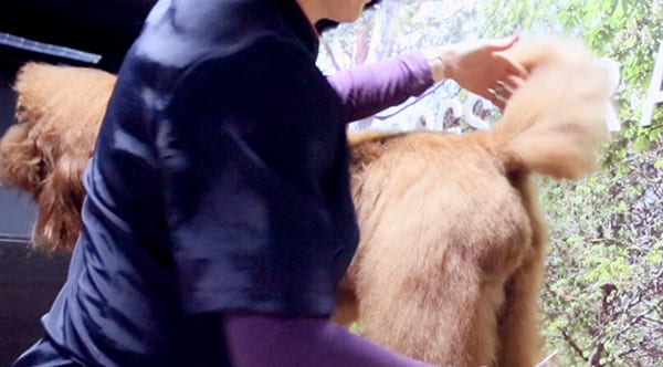 dog groomer cutting a dog's butt