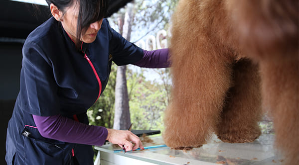 canine groomer cutting the hind legs of a dog