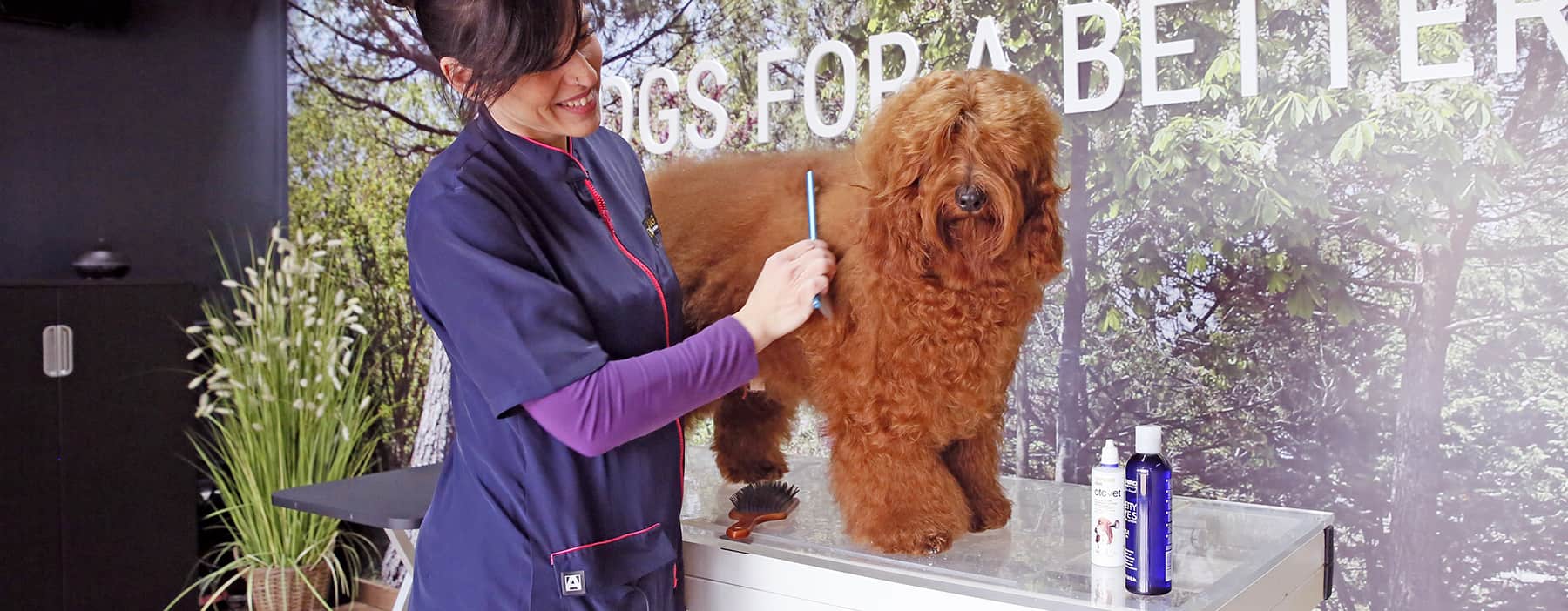 perruquera canina pentinant a un gos