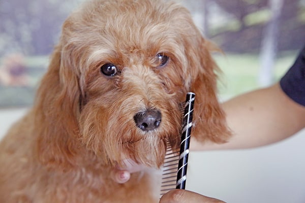 Dog being groomed