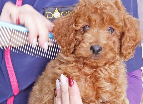 nettoyer les oreilles d'un chiot