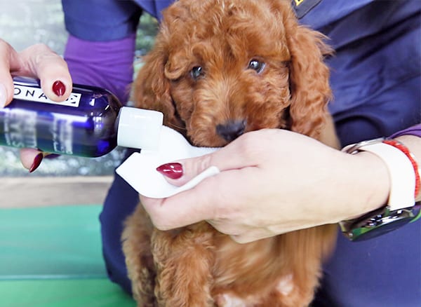 Cleaning a puppy's eyes