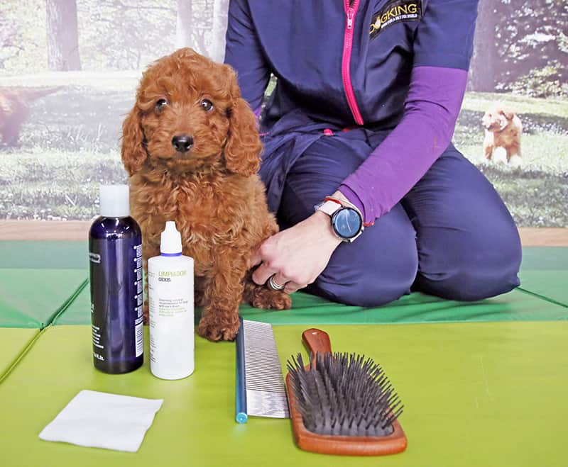 Puppy with dog grooming products