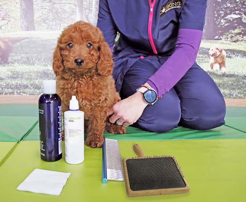 Puppy with dog grooming products