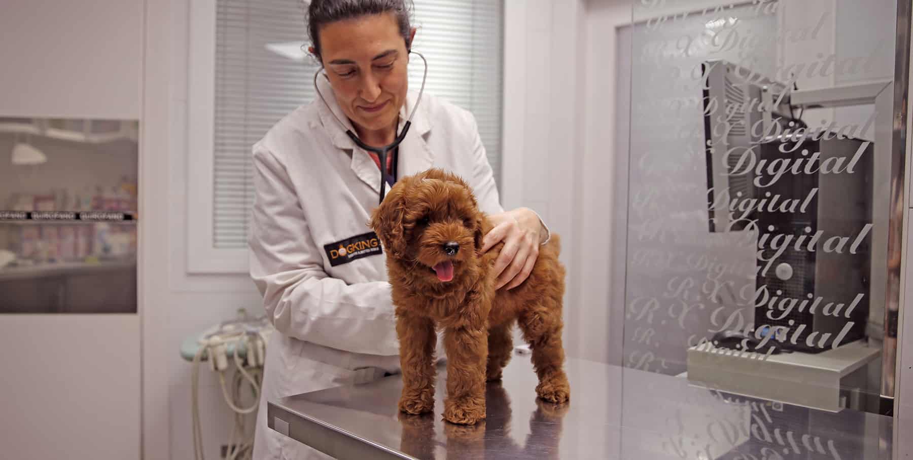 veterinario con cachorro pequeño en clínica veterinaria