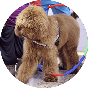 dog going through a hoop round image